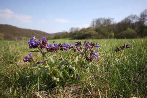 Dark lungwort