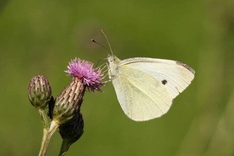 Small cabbage white
