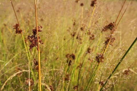 Grasses with fluttering bulrush