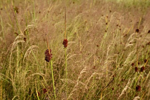 Meadow with blades of grass of fluttering rush