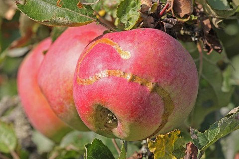 Three ripe red apples on a tree with s-shaped scar in Naurod
