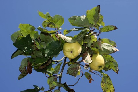 Two ripe quinces