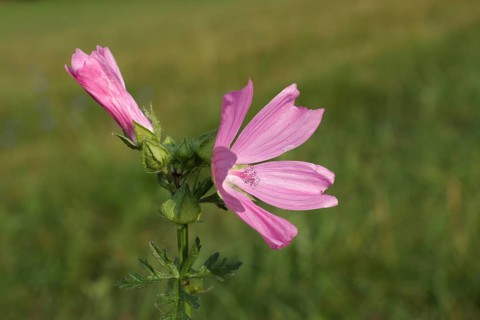 Greater Musk-mallow