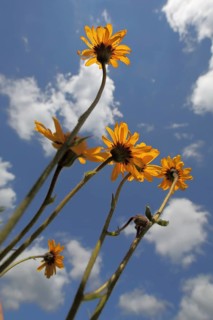 Arnica