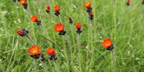 Orange-red hawkweed
