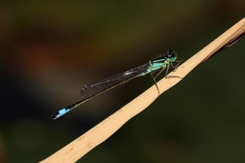 Male blue-tailed damselfly