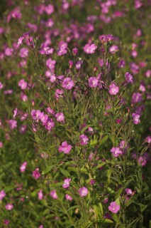 Shaggy willowherb