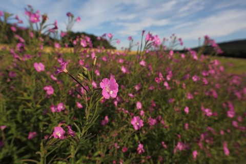 Shaggy willowherb