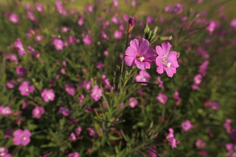 Shaggy willowherb