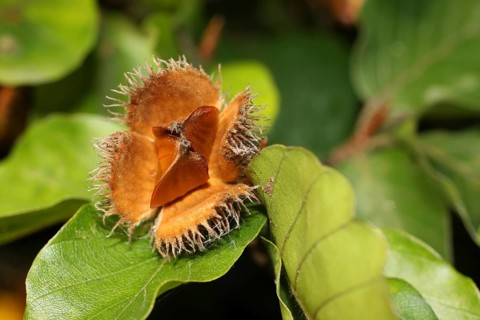 Ripe open beech