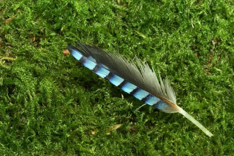 Feather of a eurasian jay