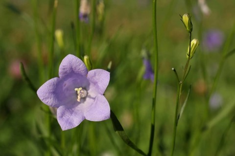 Round-leaved bellflower