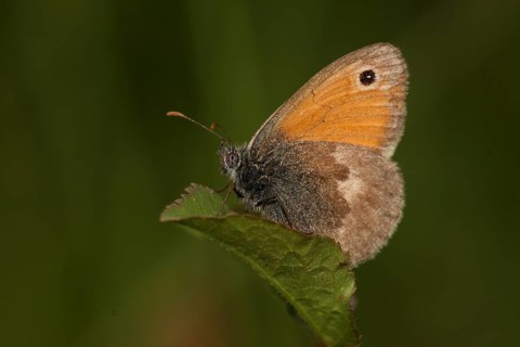 Small meadowbird
