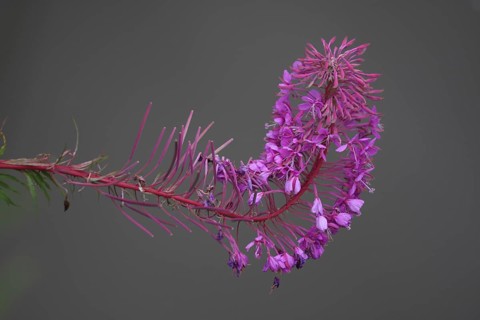 Narrow-leaved willowherb