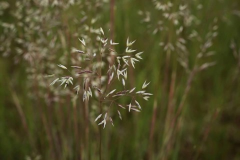 Grass blade of grey hair-grass