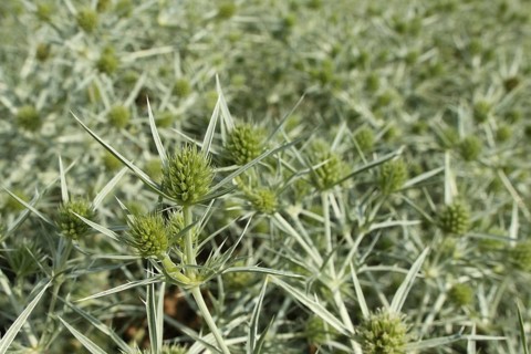 Detail on field eryngo
