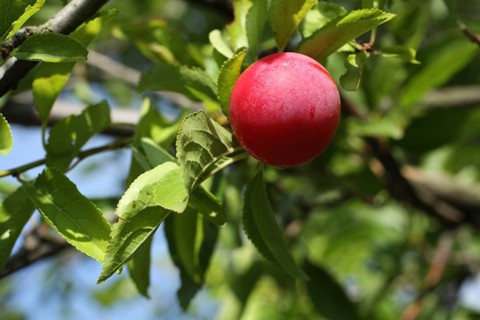 Ripe mirabelle plum