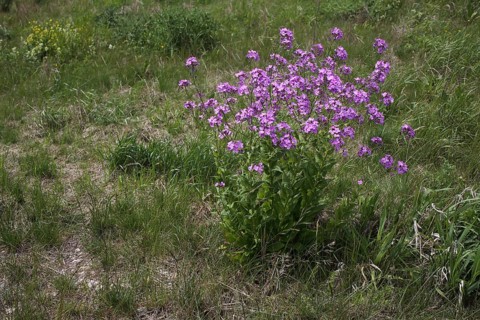 Perennial