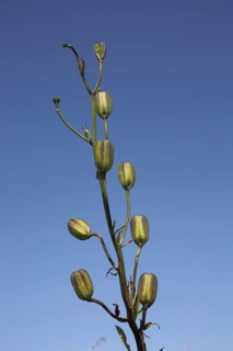 Fruit stand of the Turk's-cap lily