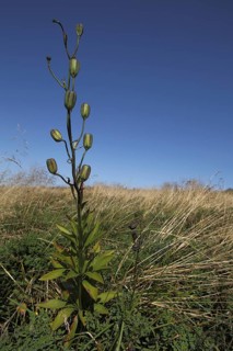 Fruit stand of Turk's-cap lily
