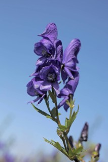 Monkshood