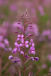 Narrow-leaved willowherb