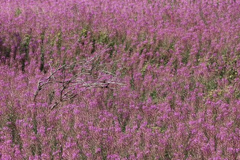 Flower meadow with blooming sally