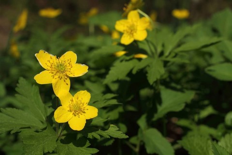 Yellow anemone