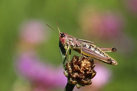 Female bow-winged grasshopper