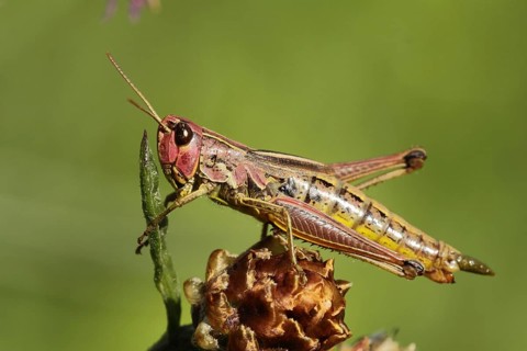 Female bow-winged grasshopper