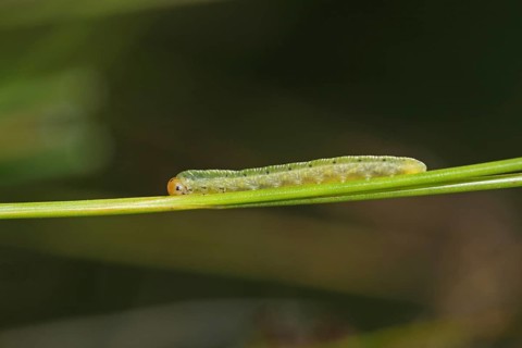 Young caterpillar of the ocellated owl moth