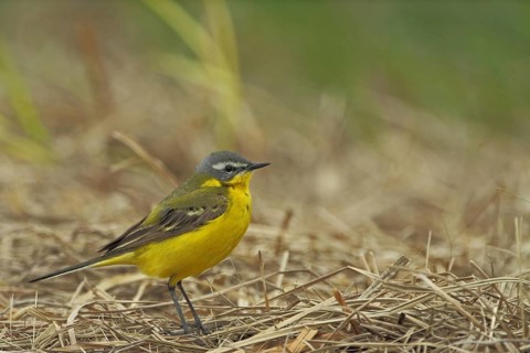 Male blue-headed wagtail