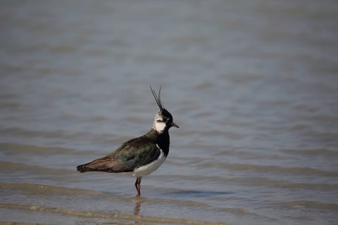 Lapwing