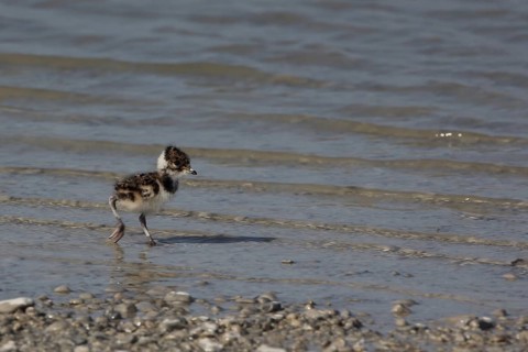 Young northern lapwing