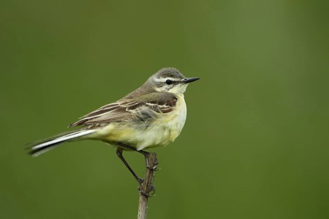 Female blue-headed wagtail