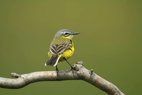 Male blue-headed wagtail