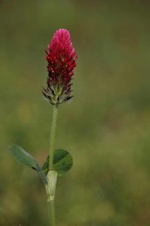 Incarnate clover