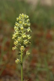 Wild mignonette