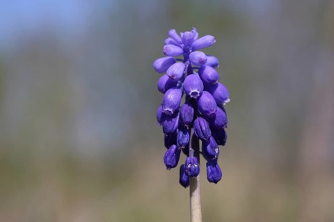 Detail of the Small Grape Hyacinth