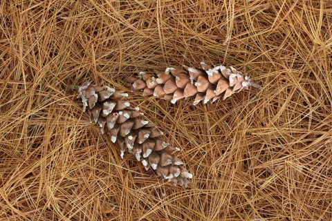 Two cones of eastern white pine