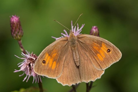 Female meadow brown