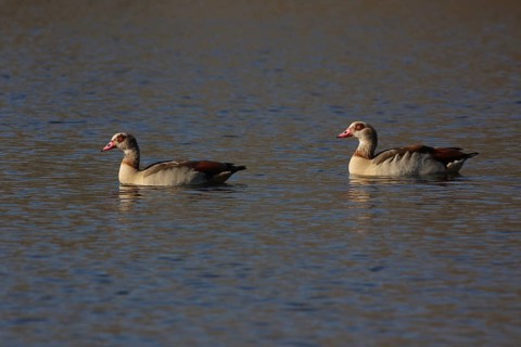 A pair of egyptian goose