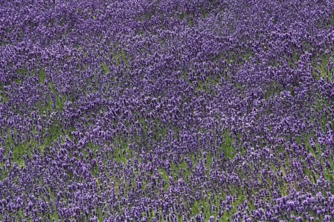 Flower field with true common lavender
