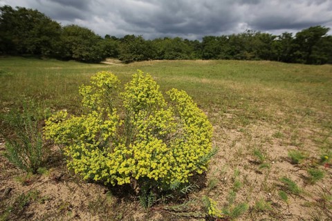 Tumbleweed
