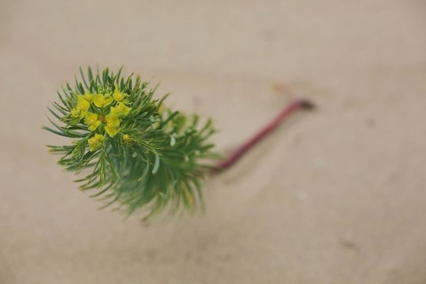 Twist of the tumbleweed