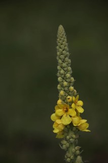 Large-flowered mullein