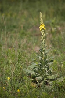 Perennial of the large-flowered dense-flowered mullein