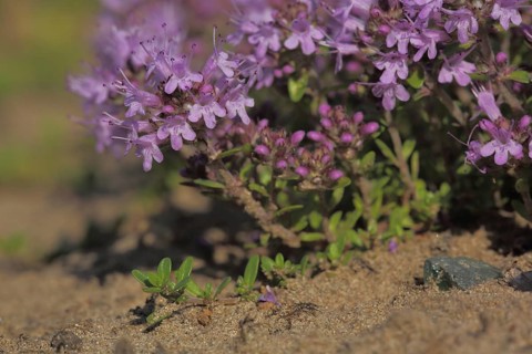 Sand thyme