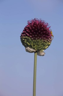 Spherical-headed leek