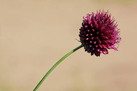 Spherical-headed leek